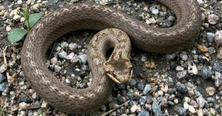 Montana Farmhouse Horror: Family Finds Snakes Falling From Walls Every Day